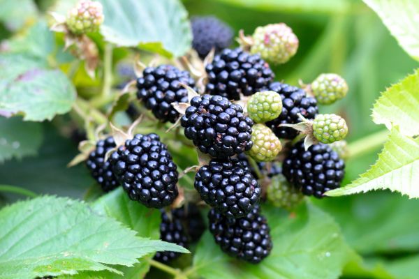 Blackberry Bush Removal in Lehi