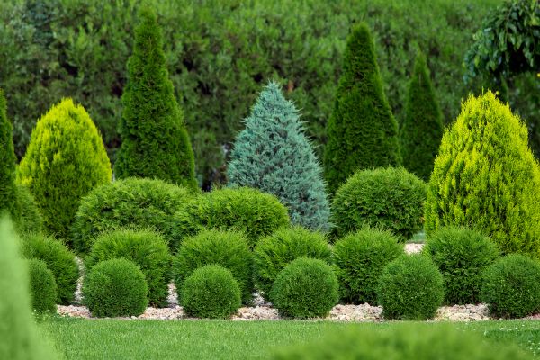 Bush Shaping Service in Lehi