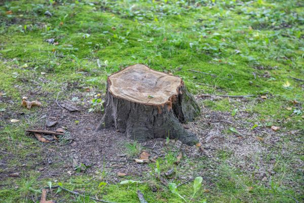 Bush Stump Removal in Lehi