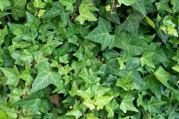 English Ivy Removal in Lehi