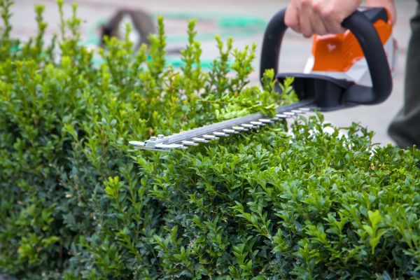 Hedge Pruning in Lehi
