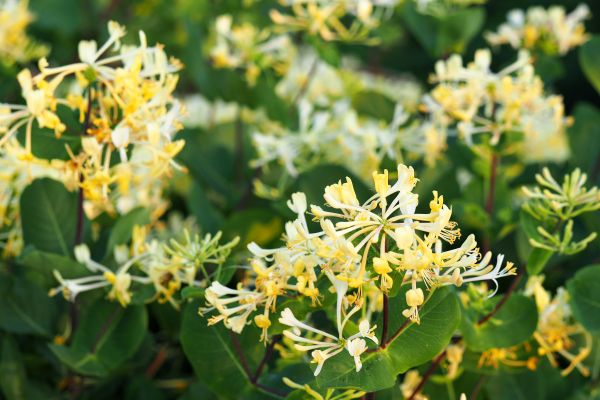 Honeysuckle Removal in Lehi