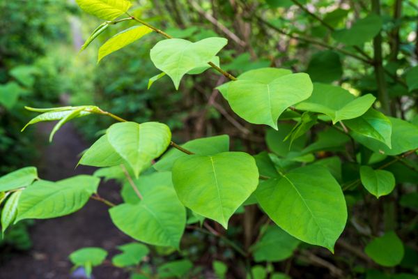 Invasive Plant Removal in Lehi