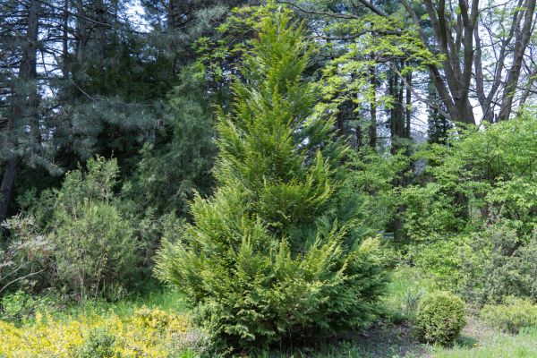 Juniper Pruning in Lehi