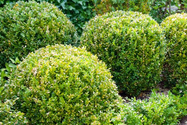 Landscape Trimming Service in Lehi