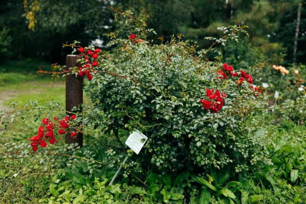 Rose Bush Removal in Lehi