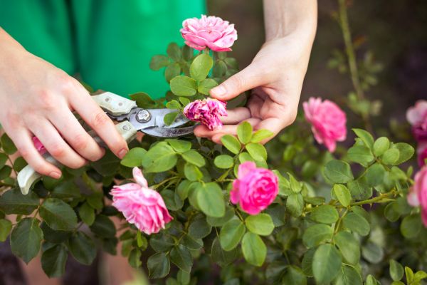 Rose Trimming in Lehi