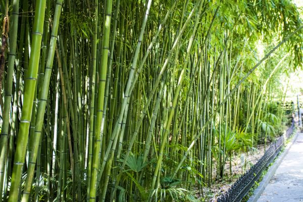Bamboo Root Removal in Lehi