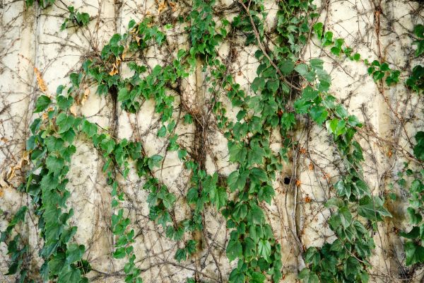 Vine Removal Service in Lehi