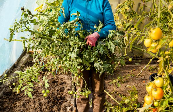 Garden Plant Removal in Lehi