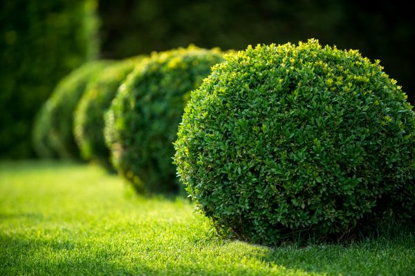 Bush Pruning in Lehi