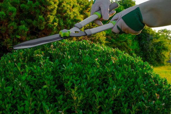 Topiary Shearing in Lehi