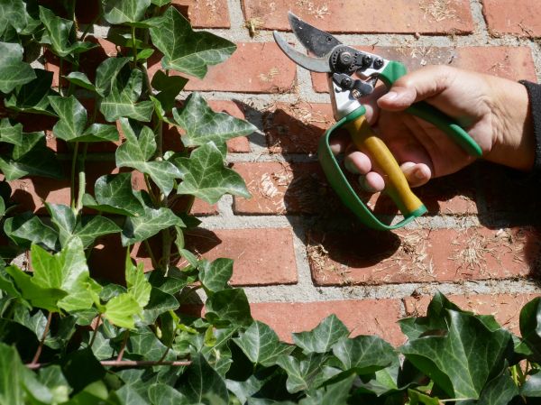 Ivy Removal Service in Lehi