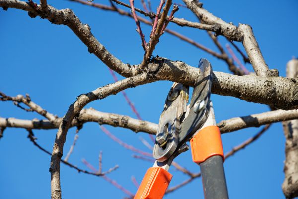 Selective Pruning in Lehi