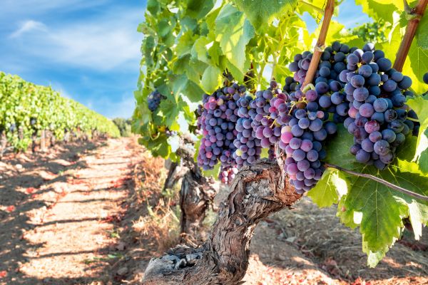 Grapevine Pruning in Lehi