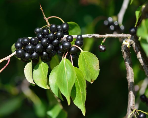 Buckthorn Removal in Lehi
