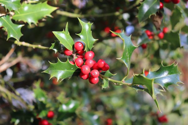 Holly Tree Trimming in Lehi
