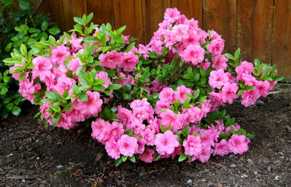 Azaleas Removal in Lehi