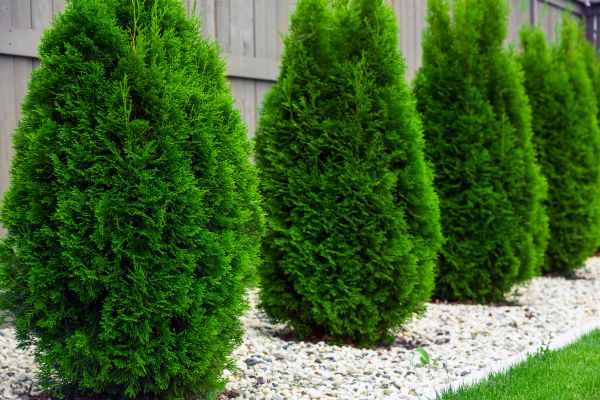 Arborvitae Pruning in Lehi