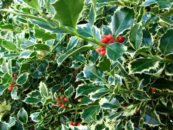 Holly Bushes Trimming in Lehi