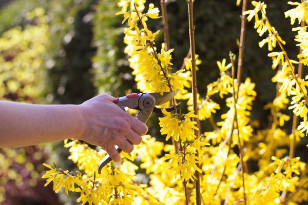 Forsythia Pruning in Lehi