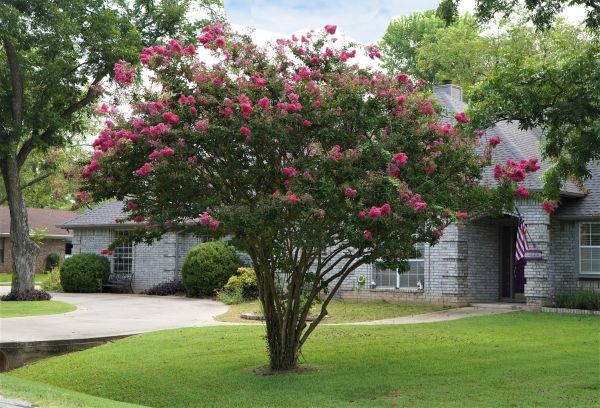 Crepe Myrtle Trimming in Lehi