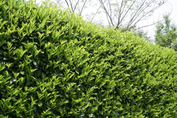 Laurel Shrub Removal in Lehi