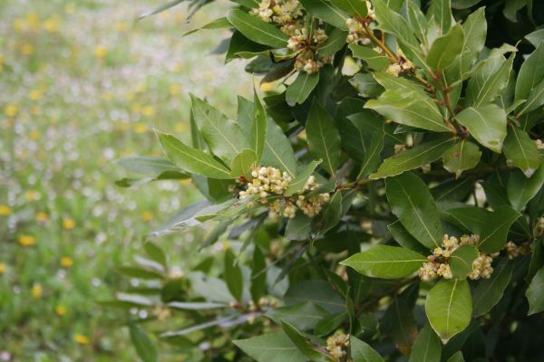 Laurel Trimming in Lehi