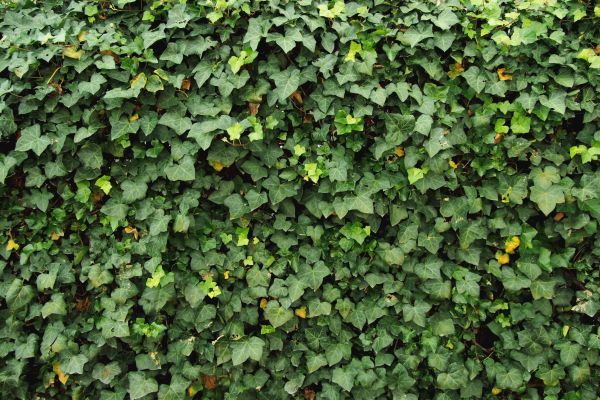 Ivy Pruning service in Lehi