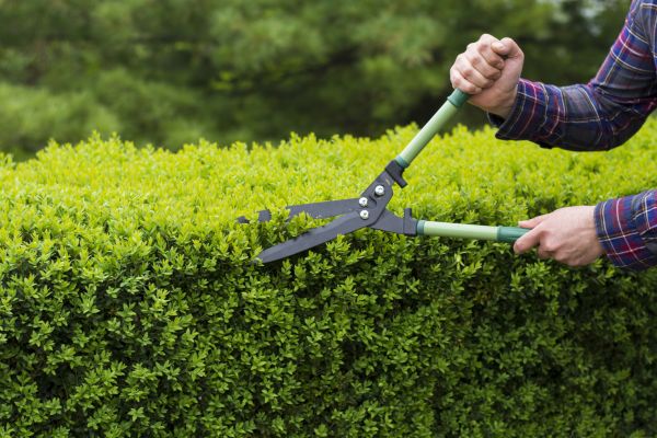 Evergreen Shrub Pruning in Lehi