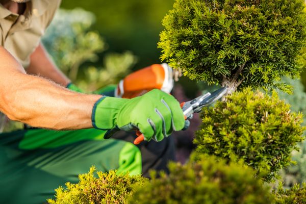 Landscape Pruning Service in Lehi
