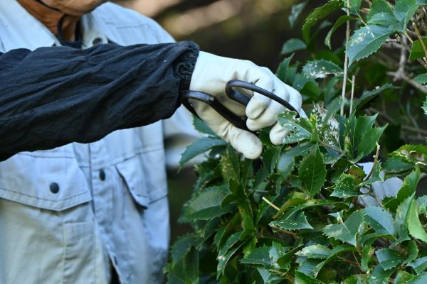 Holly Pruning in Lehi