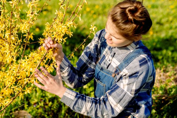 Forsythia Trimming in Lehi