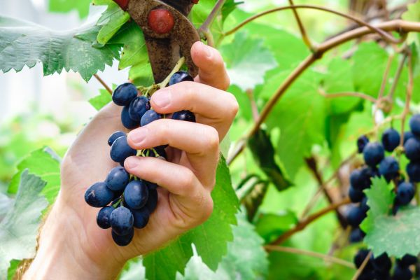 Vineyard Pruning in Lehi