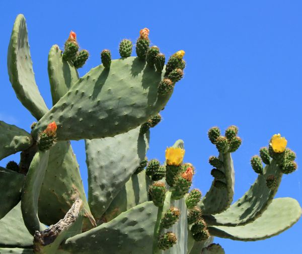 Cactus Removal in Lehi