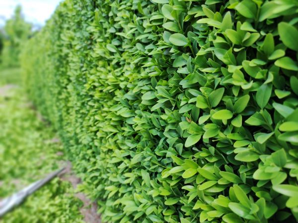 Boxwood Pruning in Lehi