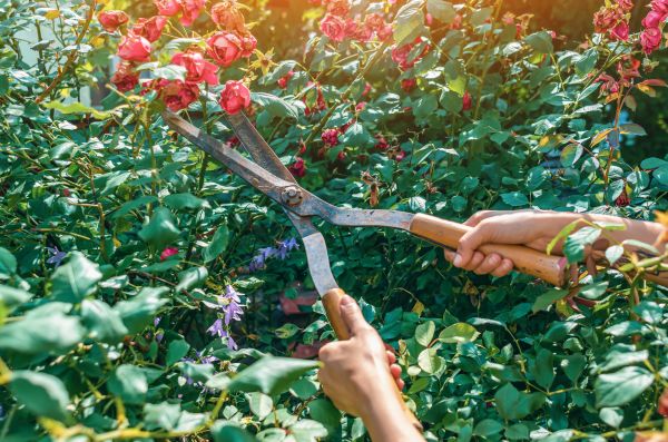 Knockout Roses Pruning in Lehi