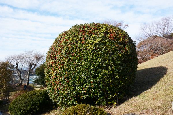 Holly Shrub Pruning in Lehi