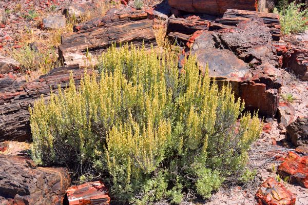 Sagebrush Removal in Lehi