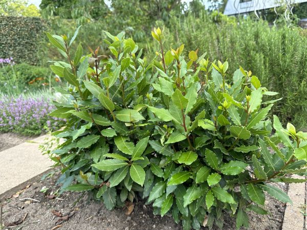 Laurel Hedge Trimming in Lehi