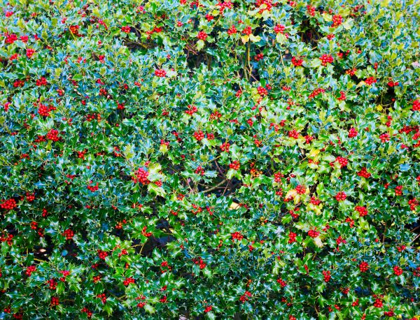 Holly Bush Removal in Lehi