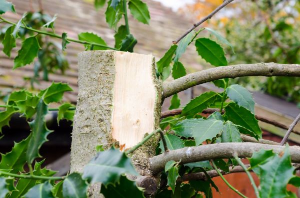 Holly Tree Removal in Lehi
