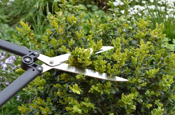 Boxwood Trimming in Lehi