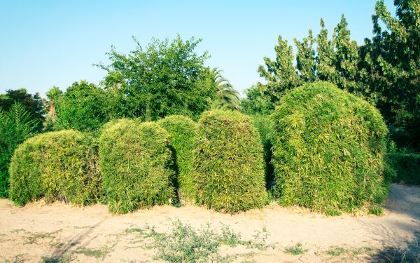 Bamboo Hedge Removal in Lehi
