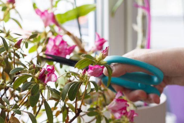 Azalea Pruning in Lehi