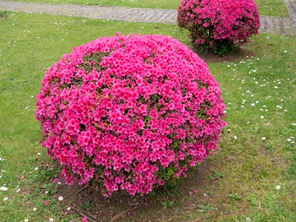 Rhododendron Pruning in Lehi