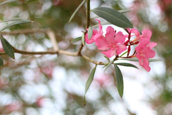 Oleander Removal in Lehi
