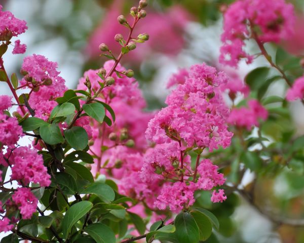 Crepe Myrtle Removal in Lehi