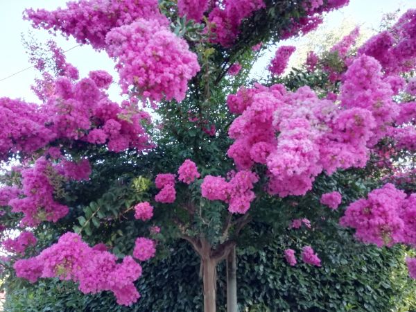 Crape Myrtle Pruning in Lehi