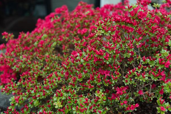 Weigela Removal Service in Lehi